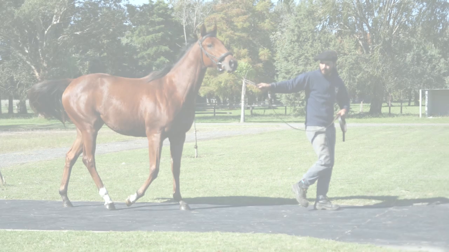 Lote LA RESILIENTE (TREASURE BEACH - NUMBERS THE STARS)
