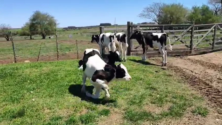 Lote 5 Terneros a remate en Pantalla Camy, San José