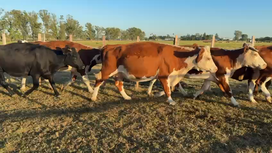 Lote VACA DE INVERNADA
