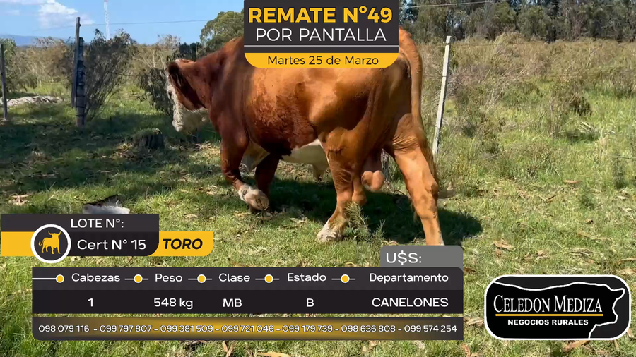 Lote 1 Toros en Otra Localidad, Canelones
