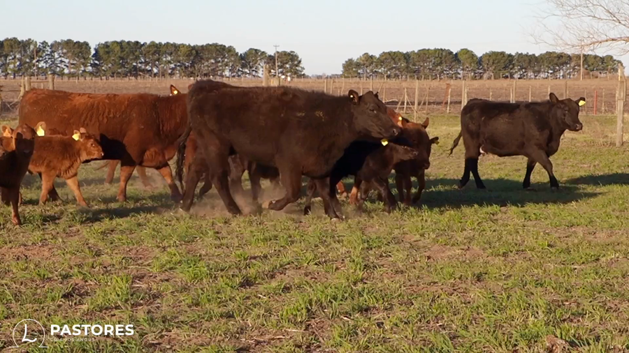 Lote CABAÑA PASTORES: 9 VAQUILLONAS COLORADAS Y NEGRAS  PARIDAS