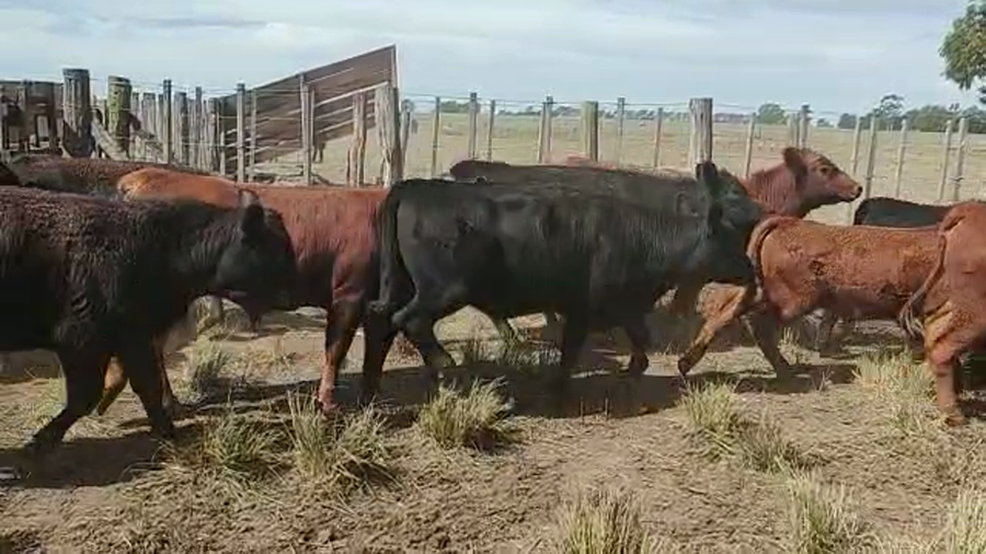 Lote 100 terneros/as coronel suarez