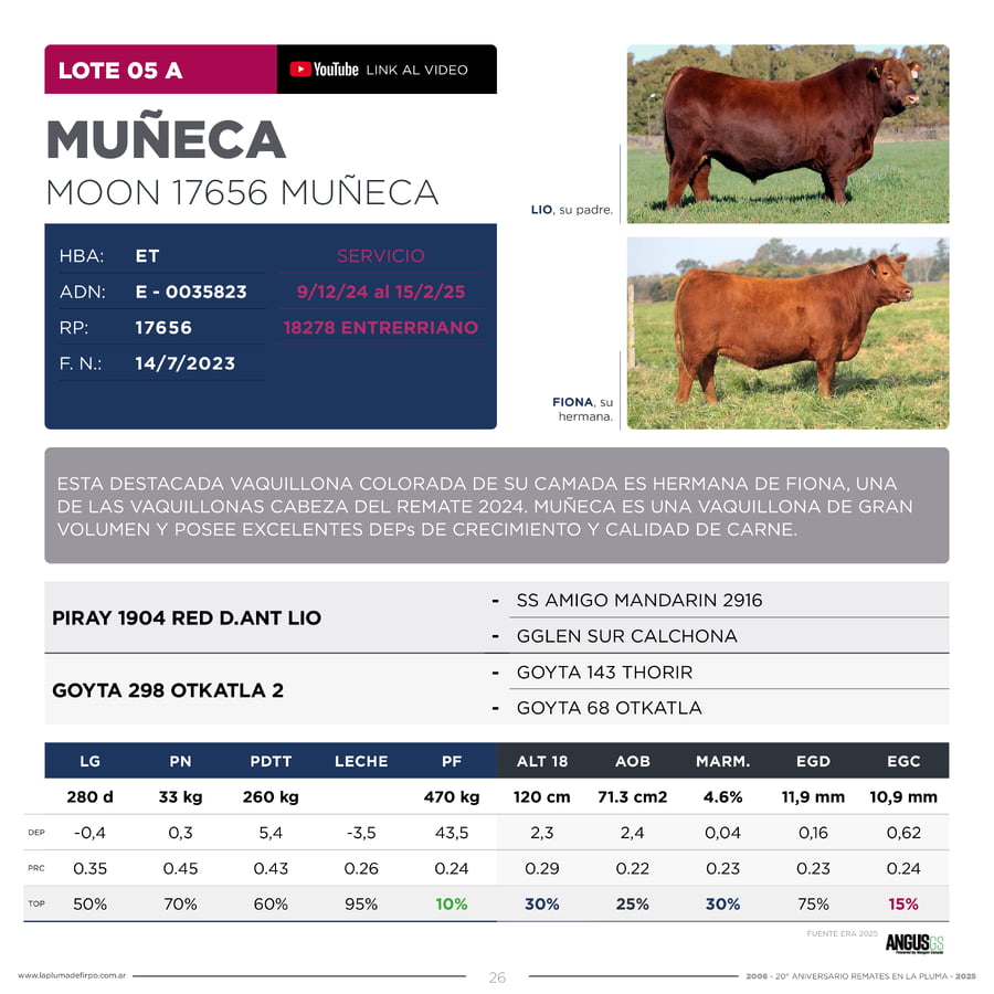 Lote RP 17656 y RP 17658 - VAQUILLONAS ELECCIÓN PP