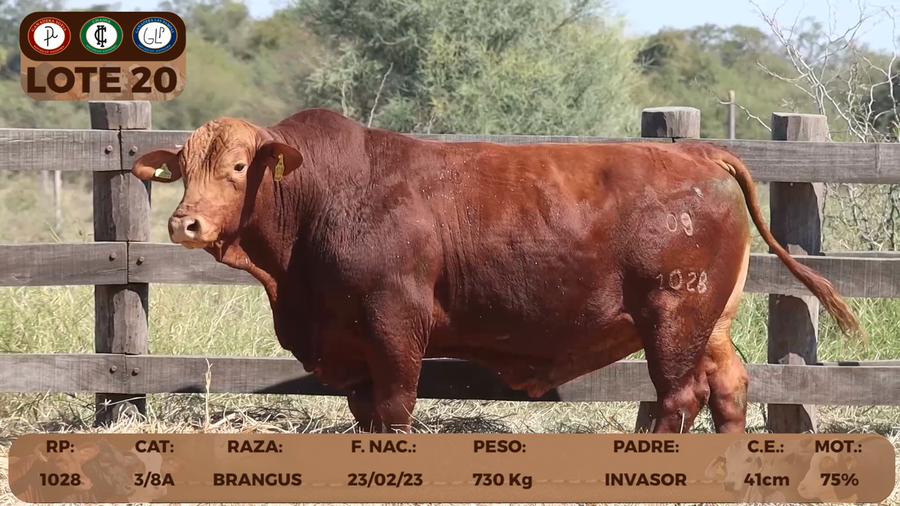 Lote LOTE 20