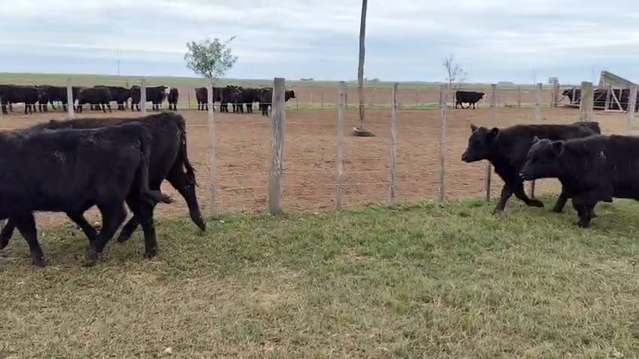 Lote 24 Terneras en Bonifacio