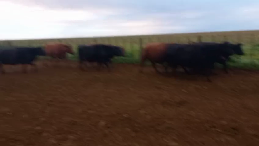 Lote 65 Vacas CUT preñadas en Mayor Buratovich