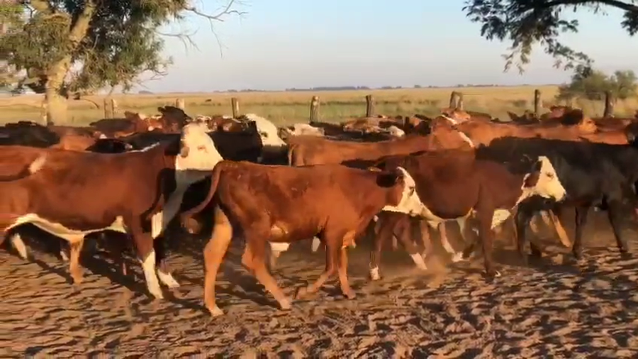 Lote 100 Terneros en Esquina, Corrientes