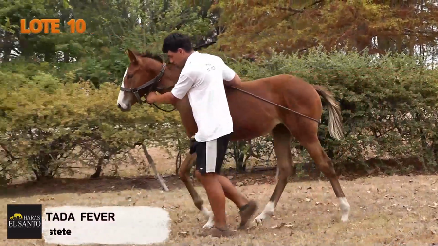Lote CONTRATADA FEVER