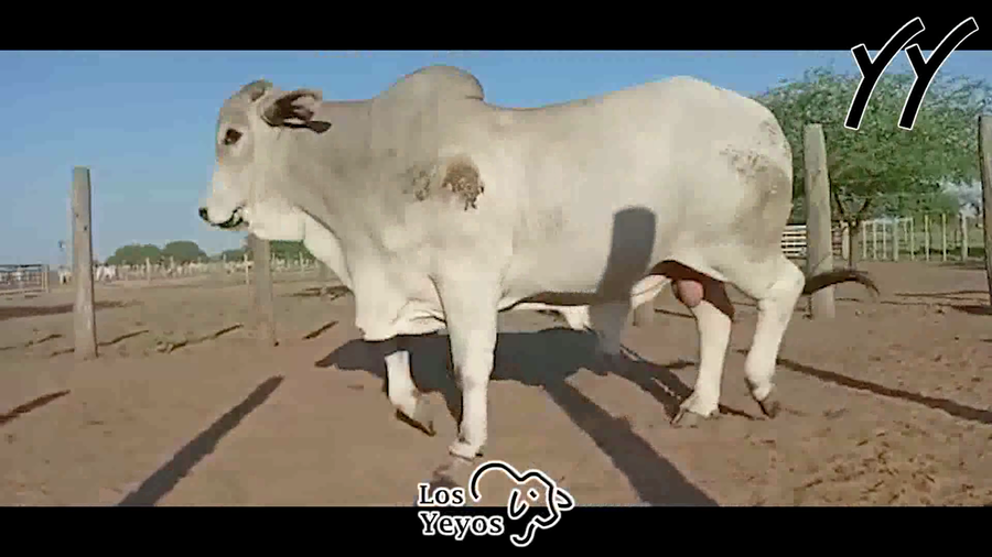 Lote TORO BRAHMAN