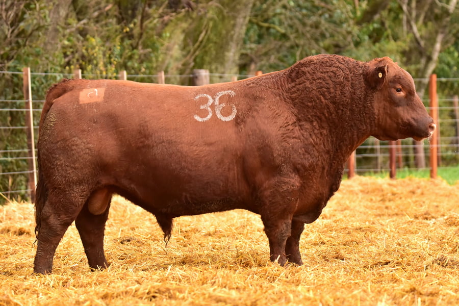 Lote TOROS ANGUS PC