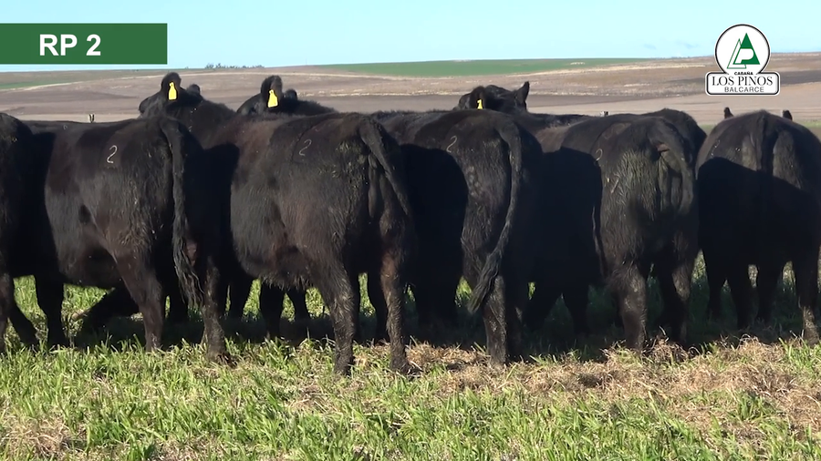 Lote 10 Vaquillonas preñadas ANGUS a remate en 40º Remate Anual - Cabaña Los Pinos en Balcarce