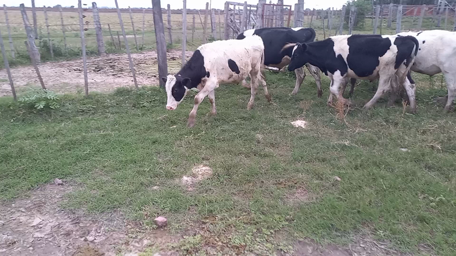 Lote 22 Novillitos Holando Argentino en Brinkmann, Córdoba