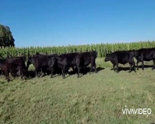 Lote 72 Terneros/as en Coronel Pringles, Buenos Aires