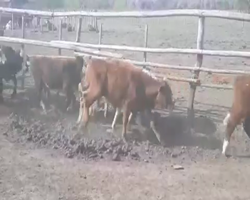 Lote 80 Terneros en Bella Vista, Corrientes