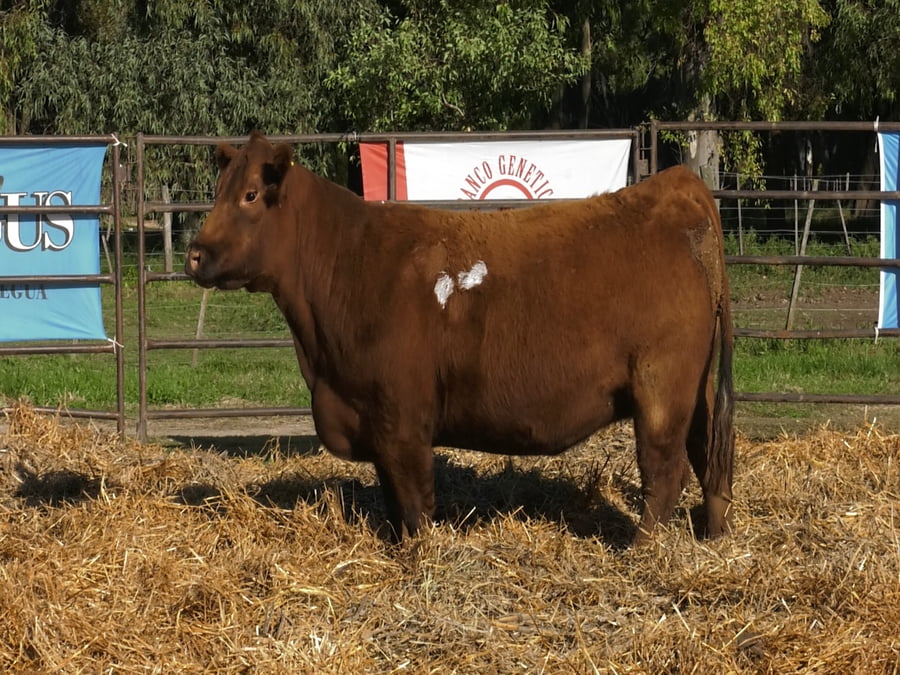 Lote VAQUILLONAS ANGUS  PP