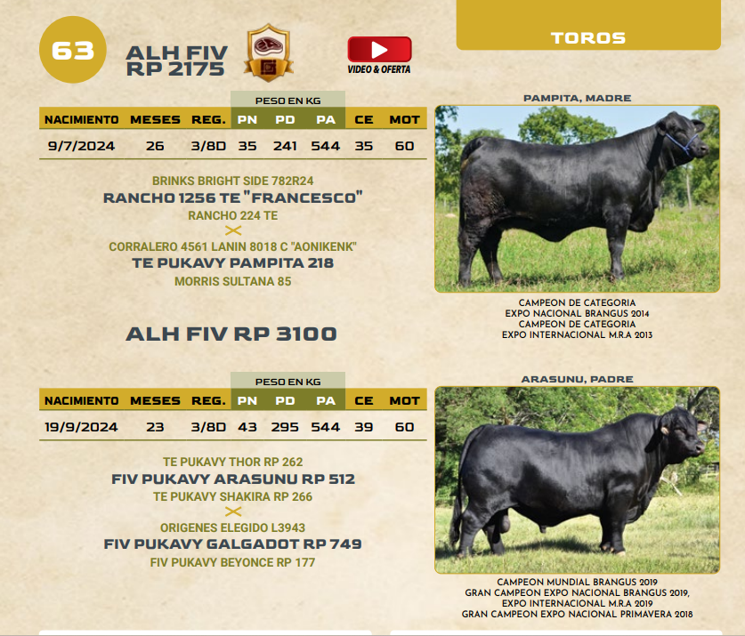 Lote LOTE 63