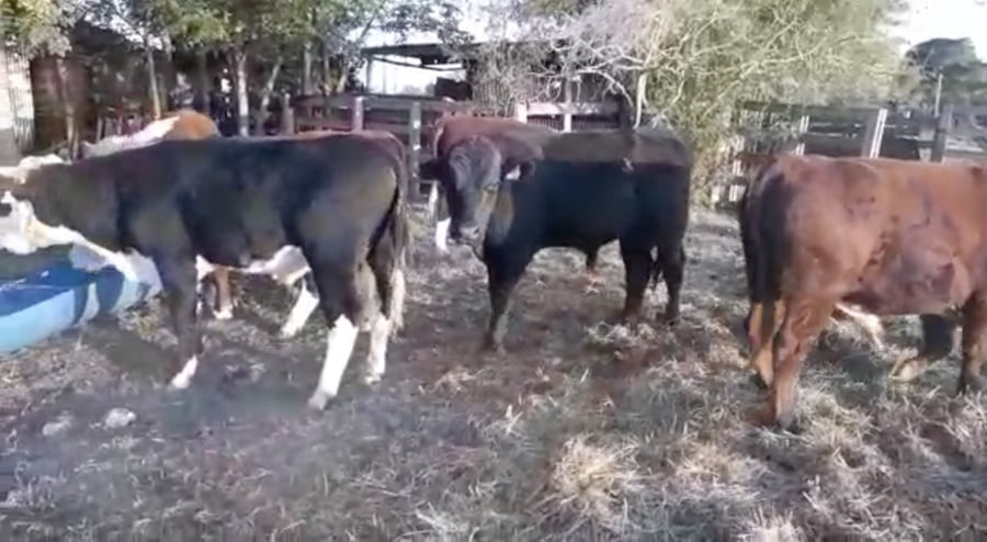 Lote 9 Terneras en San José