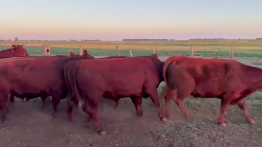 Lote 50 NOVILLITOS, EN PIROVANO, BS. AS.