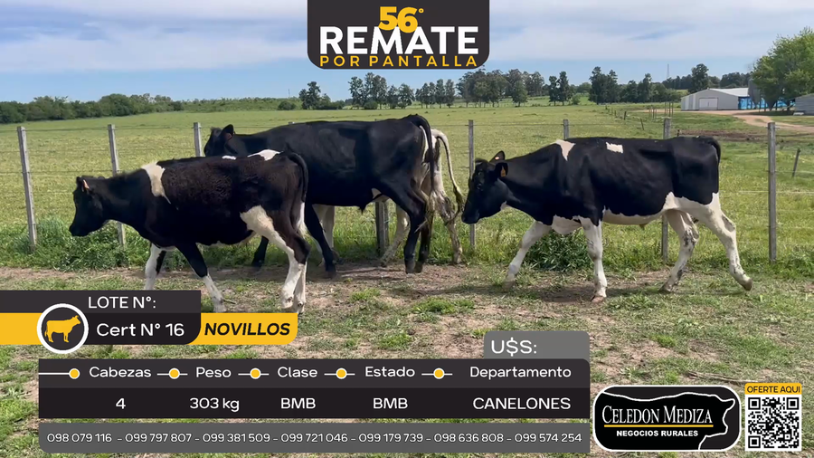 Lote 4 Novillos en Canelones, Canelones