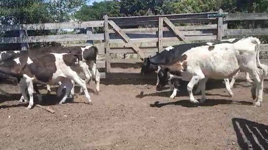 Lote 30 Terneros Holando