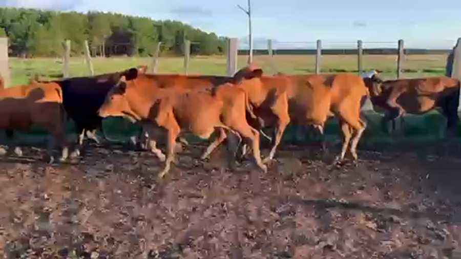 Lote 100 Terneros en Virasoro, Corrientes