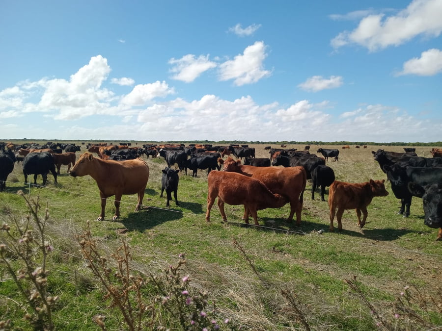 Lote 65 Terneros/as en Buenos Aires, Magdalena