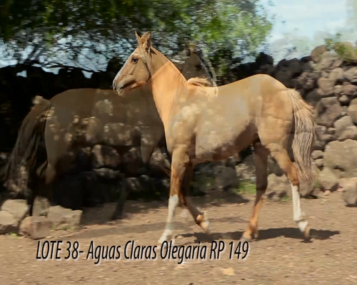 Lote AGUAS CLARAS OLEGARIA