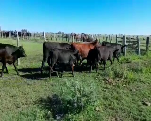 Lote 57 Terneros en Villaguay, Entre Ríos