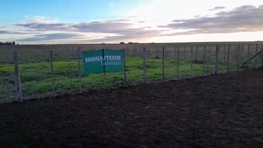 Lote 70 Terneros/as en Arboledas