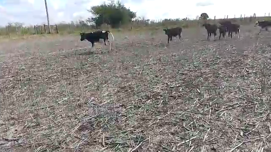 Lote 6 Terneros Holando