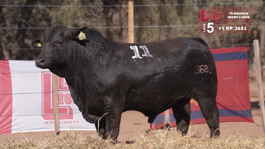 Lote BRANGUS NEGRO 3 AÑOS