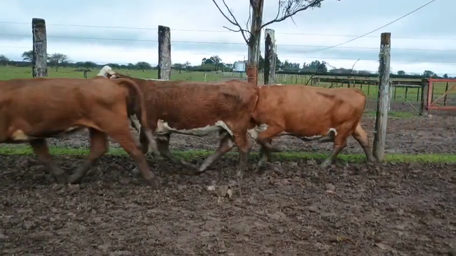 Lote 34 Vacas de invernar