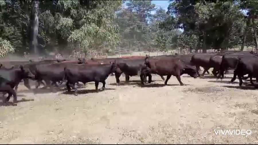 Lote 286 Novillitos en Lobos, Buenos Aires