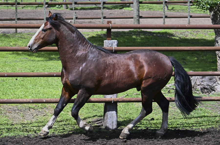 Lote LABRA RELICARIO