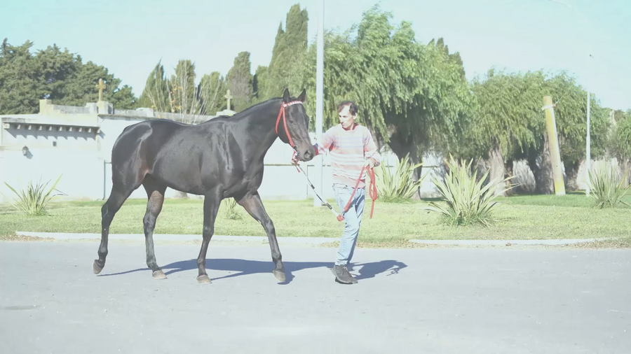 Lote GALANSINO (GALAN DE CINE -  RONSINA) GANADOR DE 5 CARRERAS ( 3 Carreras Oficiales y 2 Extra oficiales)