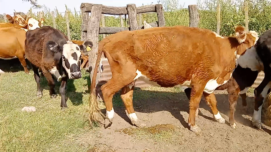 Lote 18 Vacas medio uso C/ cria en Salazar, Buenos Aires
