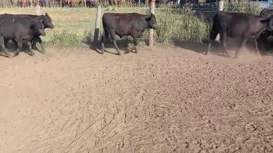 Lote 70 Terneros en Daireaux, Buenos Aires