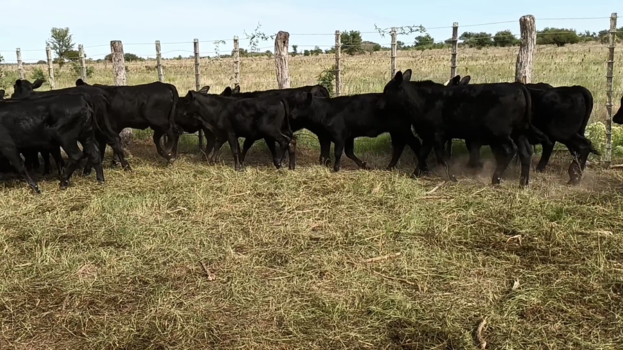 Lote 22 Terneras en Santa Fe, Monigotes