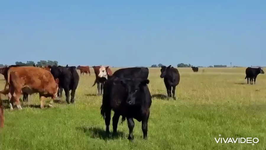 Lote 90 Novillitos