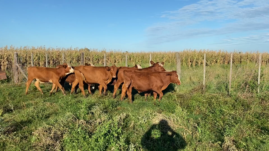 Lote 23 Terneros Braford en Humberto 1º, Santa Fe
