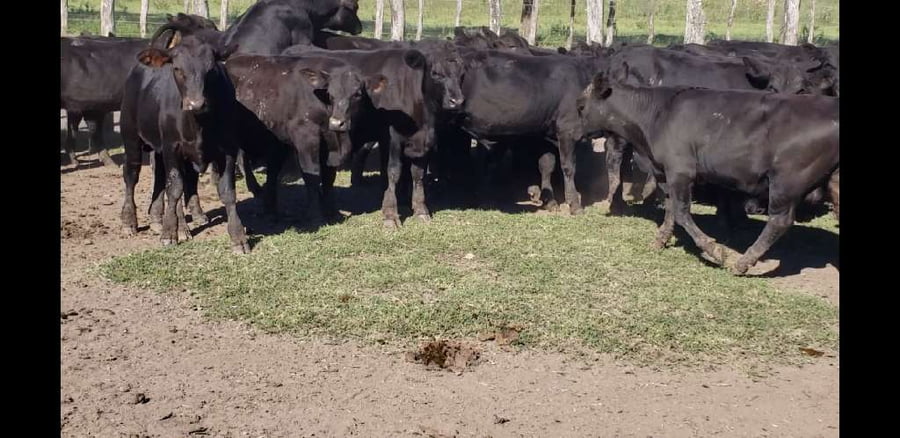 Lote 70 Terneros en Villaguay, Entre Ríos