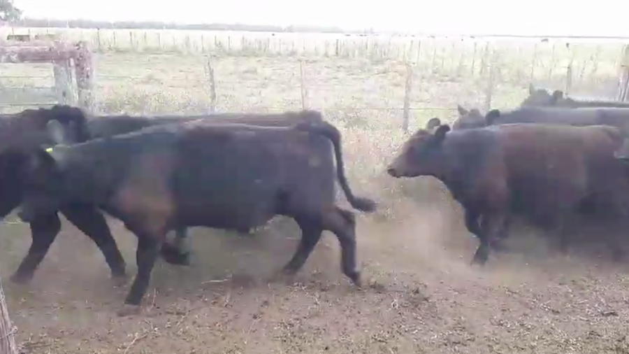 Lote 75 TERN. MACHOS, LOBERÍA, BS. AS.