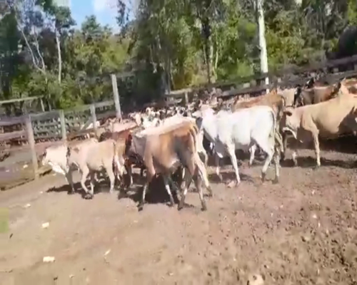 Lote 98 Desm. Hembras