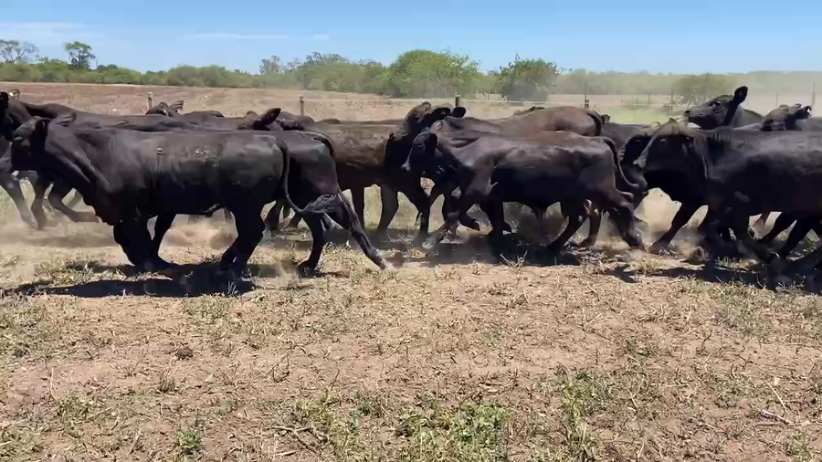 Lote 85 Novillitos en Ibarreta, Formosa