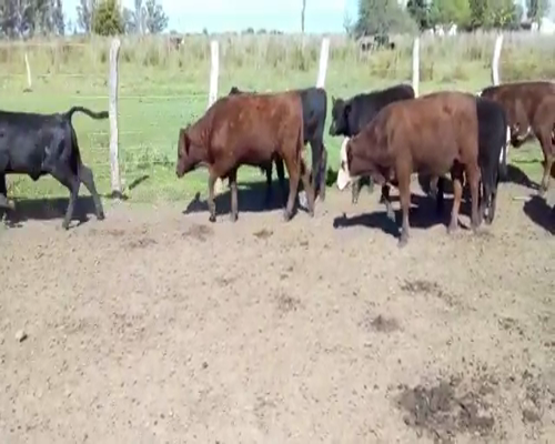 Lote 75 Terneros/as en Villaguay, Entre Ríos