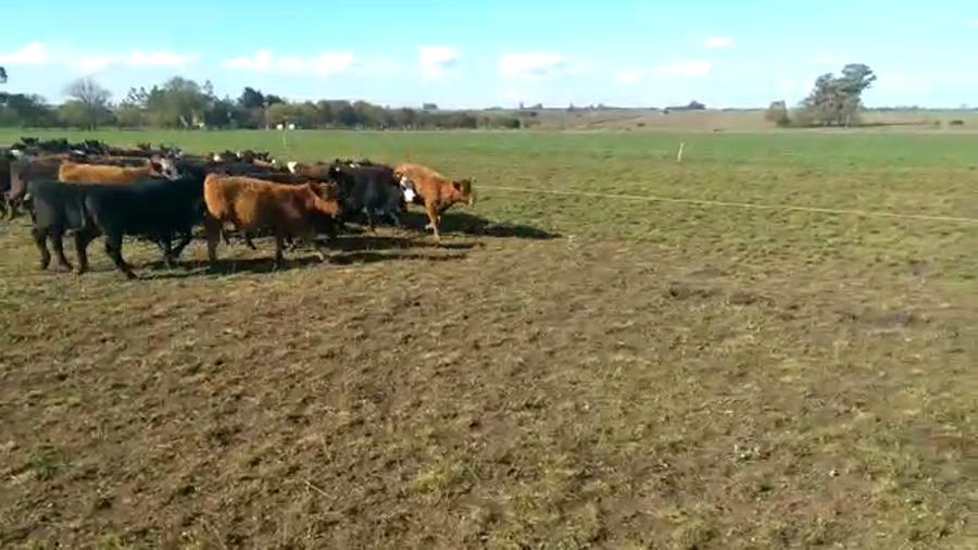 Lote 57 Terneros/as en Concepción del Uruguay, Entre Ríos