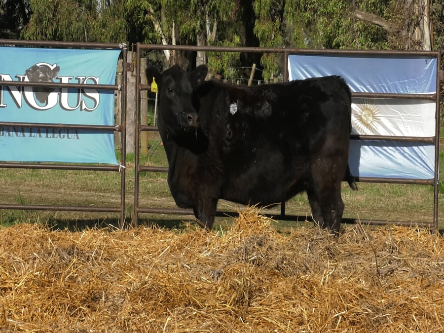 Lote VAQUILLONAS ANGUS  PP
