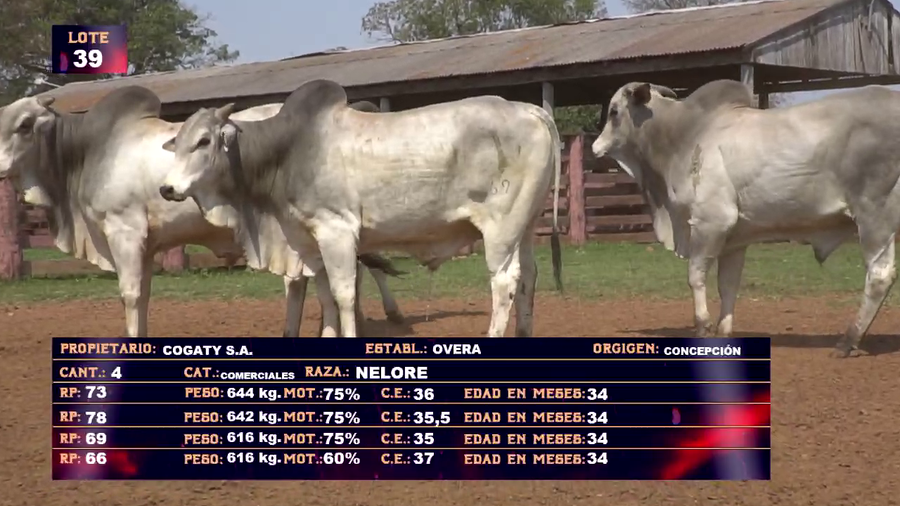 Lote COGATY SA - LOTE 39