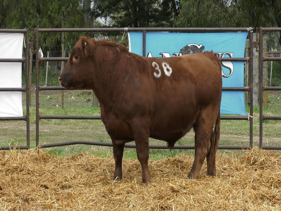 Lote TOROS ANGUS COLORADOS PC