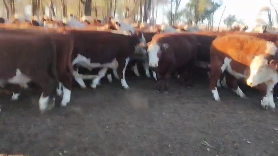 Lote 70 Novillitos en Buenos Aires, Carhue